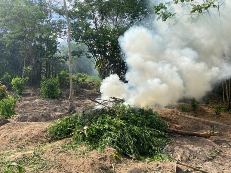 PMMA-destroi-quatro-rocas-de-maconha-e-elimina-45-mil-pes-em-operacao.jpg