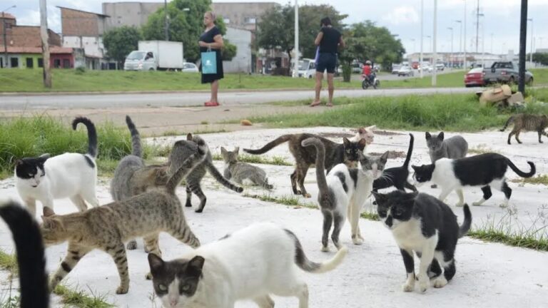 Praca-dos-Gatos-em-Sao-Luis.jpg